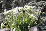 Arabis caucasica