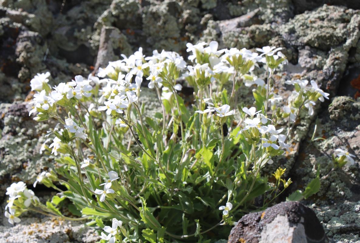 Изображение особи Arabis caucasica.