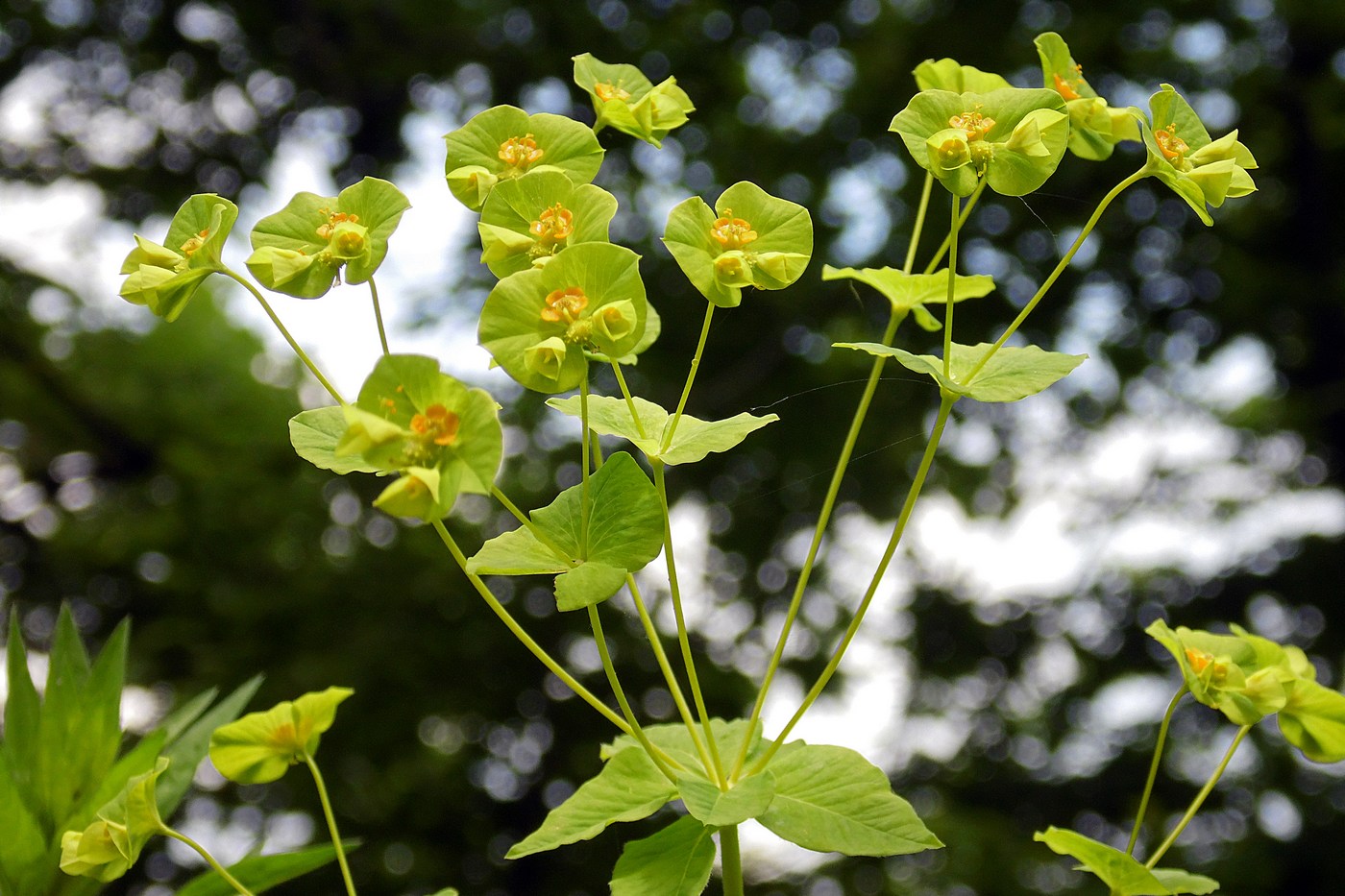 Изображение особи Euphorbia squamosa.