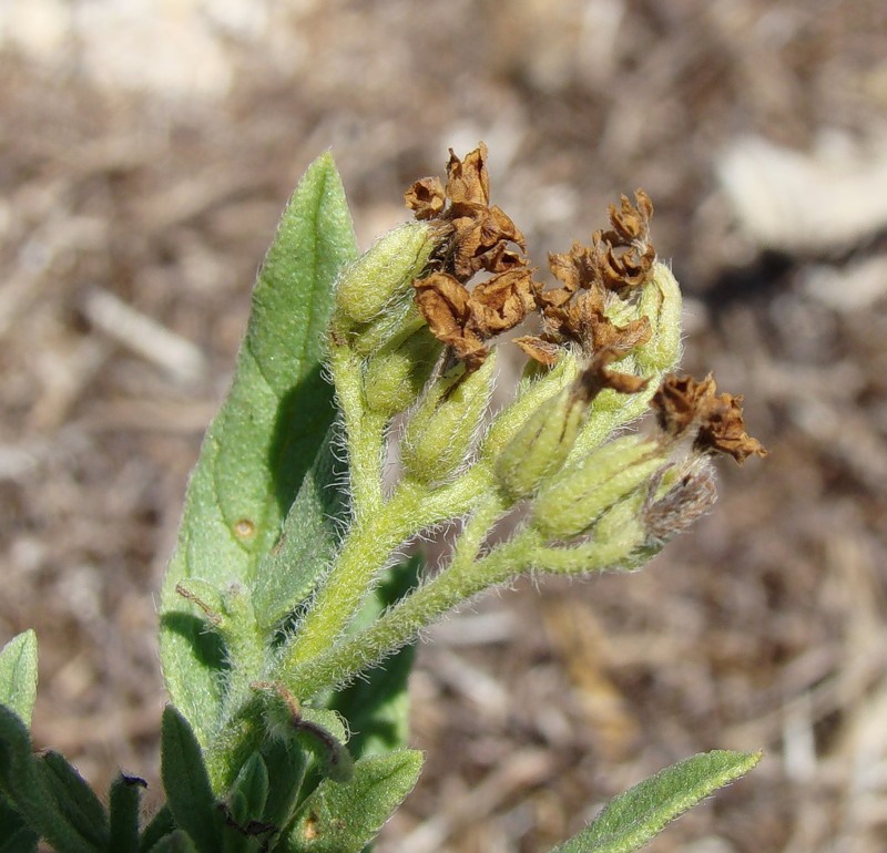 Image of Argusia sibirica specimen.