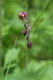 Geum rivale