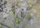 Linum milletii