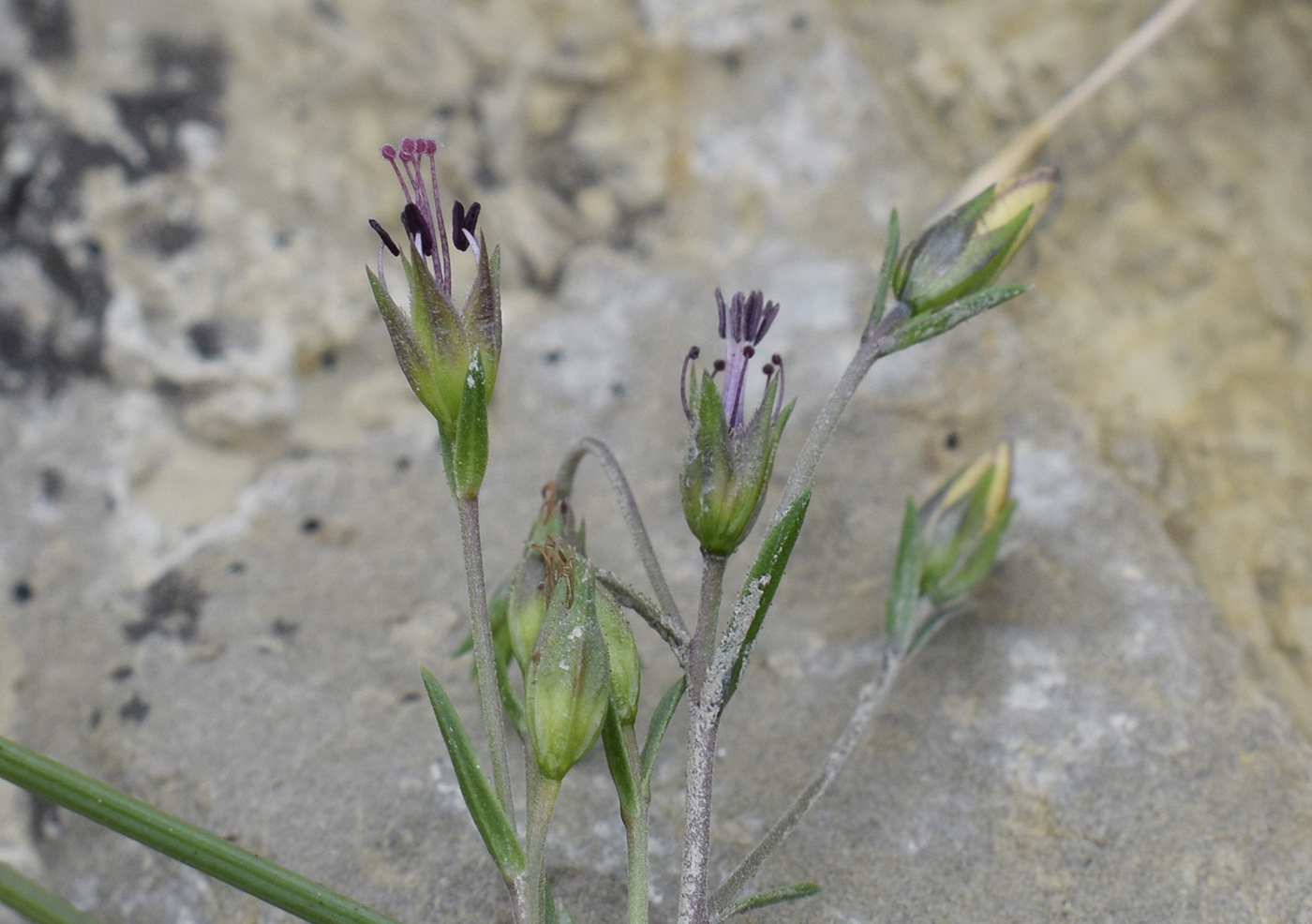 Image of Linum milletii specimen.