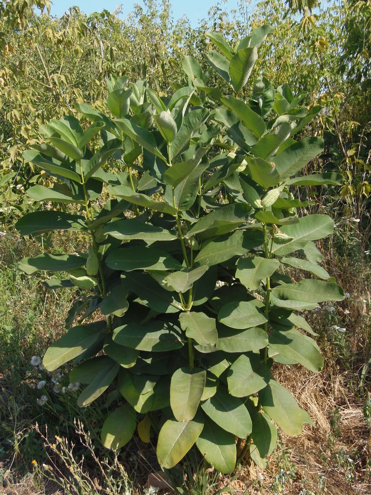 Image of Asclepias syriaca specimen.
