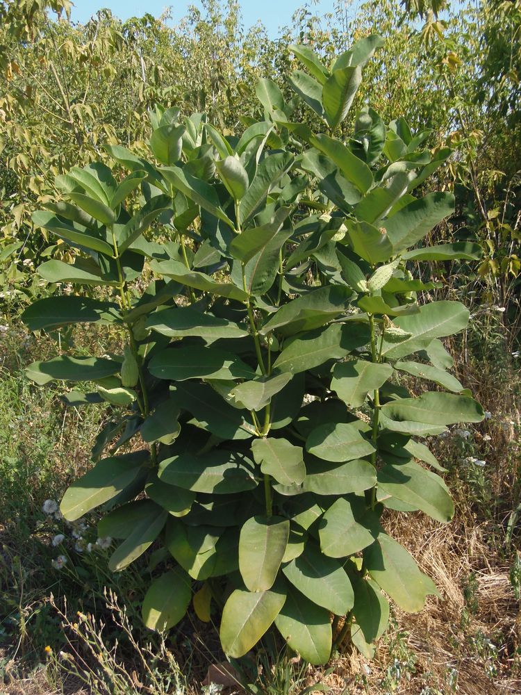 Изображение особи Asclepias syriaca.