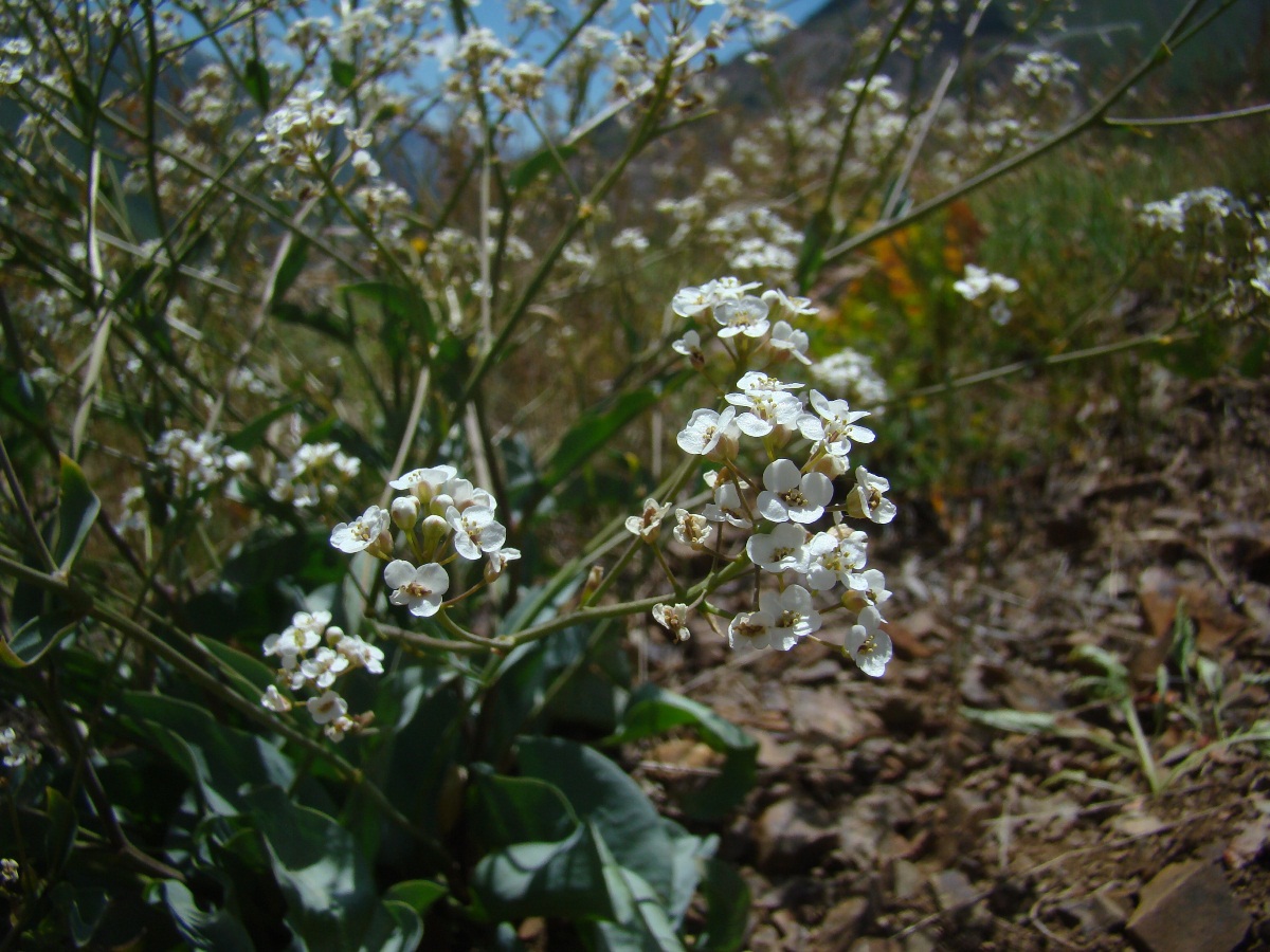 Изображение особи Stubendorffia pterocarpa.