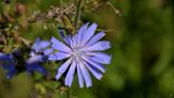 Cichorium intybus