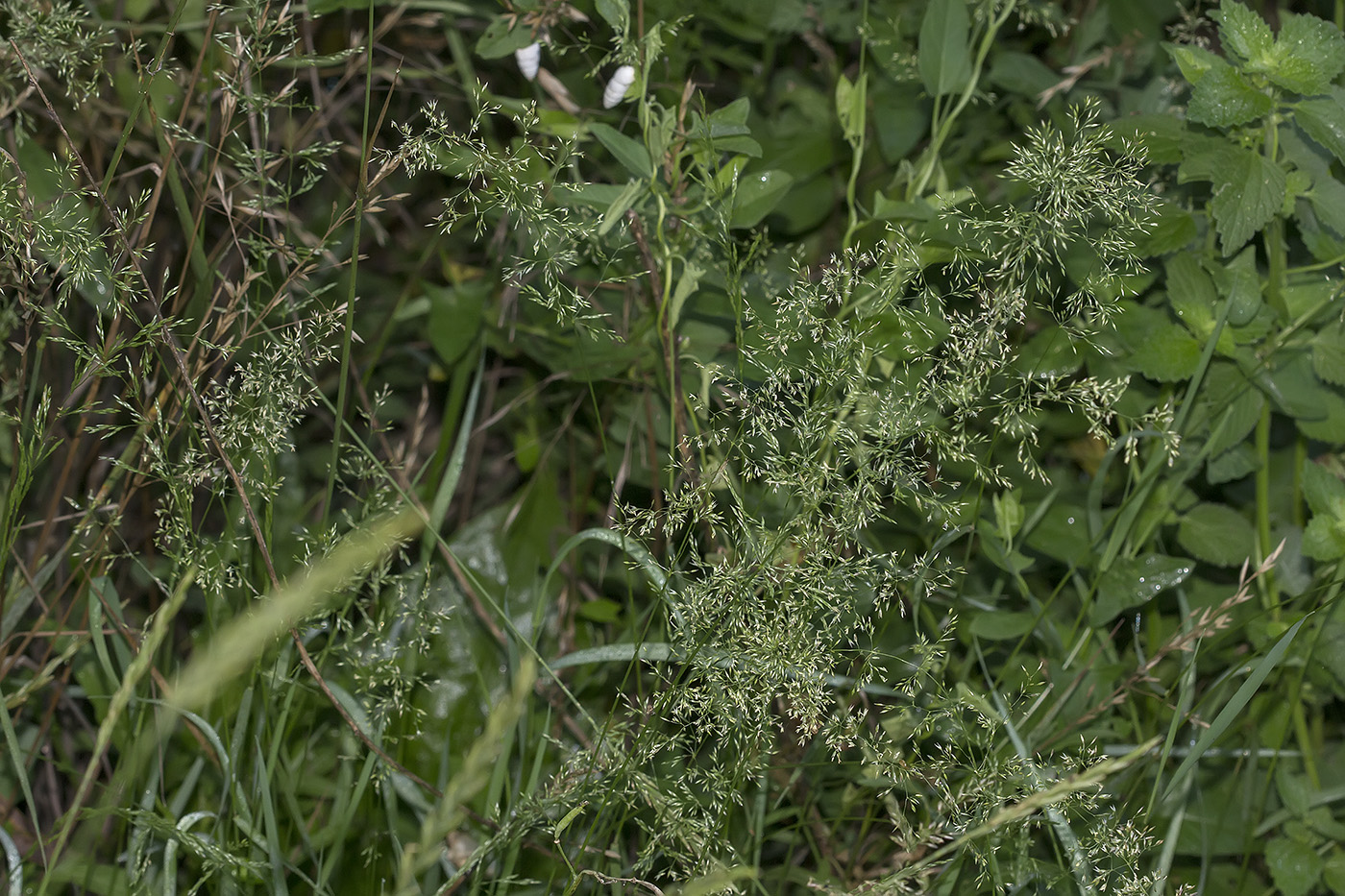 Изображение особи род Agrostis.