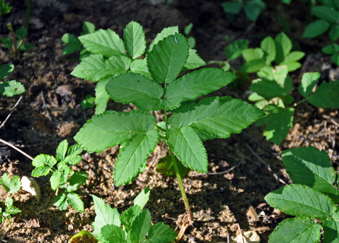 Image of Aegopodium podagraria specimen.