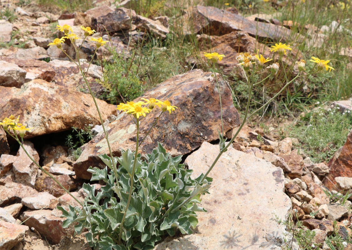 Image of Senecio lipskyi specimen.