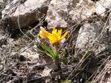 Crocus korolkowii. Цветущее растение. Таджикистан, Гиссарский хребет, бас. р. Варзоб, ущелье р. Кондара. 21 апреля 2011 г.