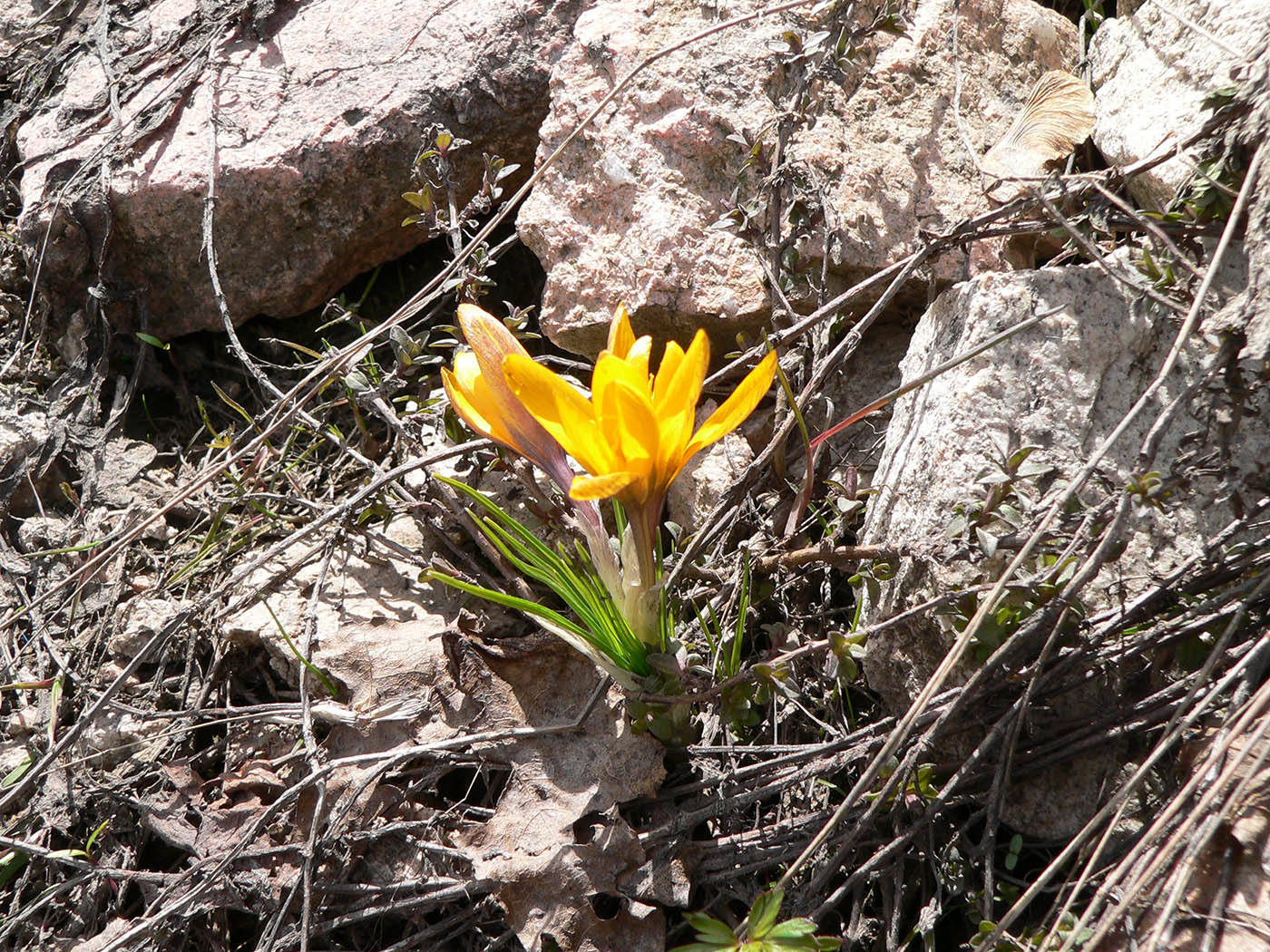 Image of Crocus korolkowii specimen.