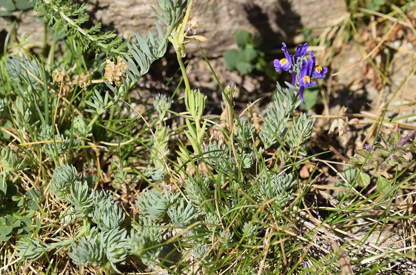 Изображение особи Linaria alpina.