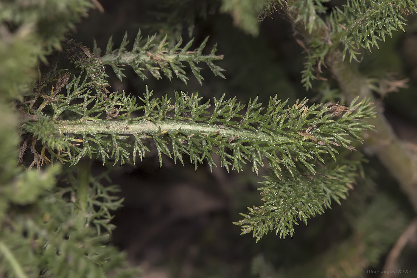 Изображение особи род Achillea.