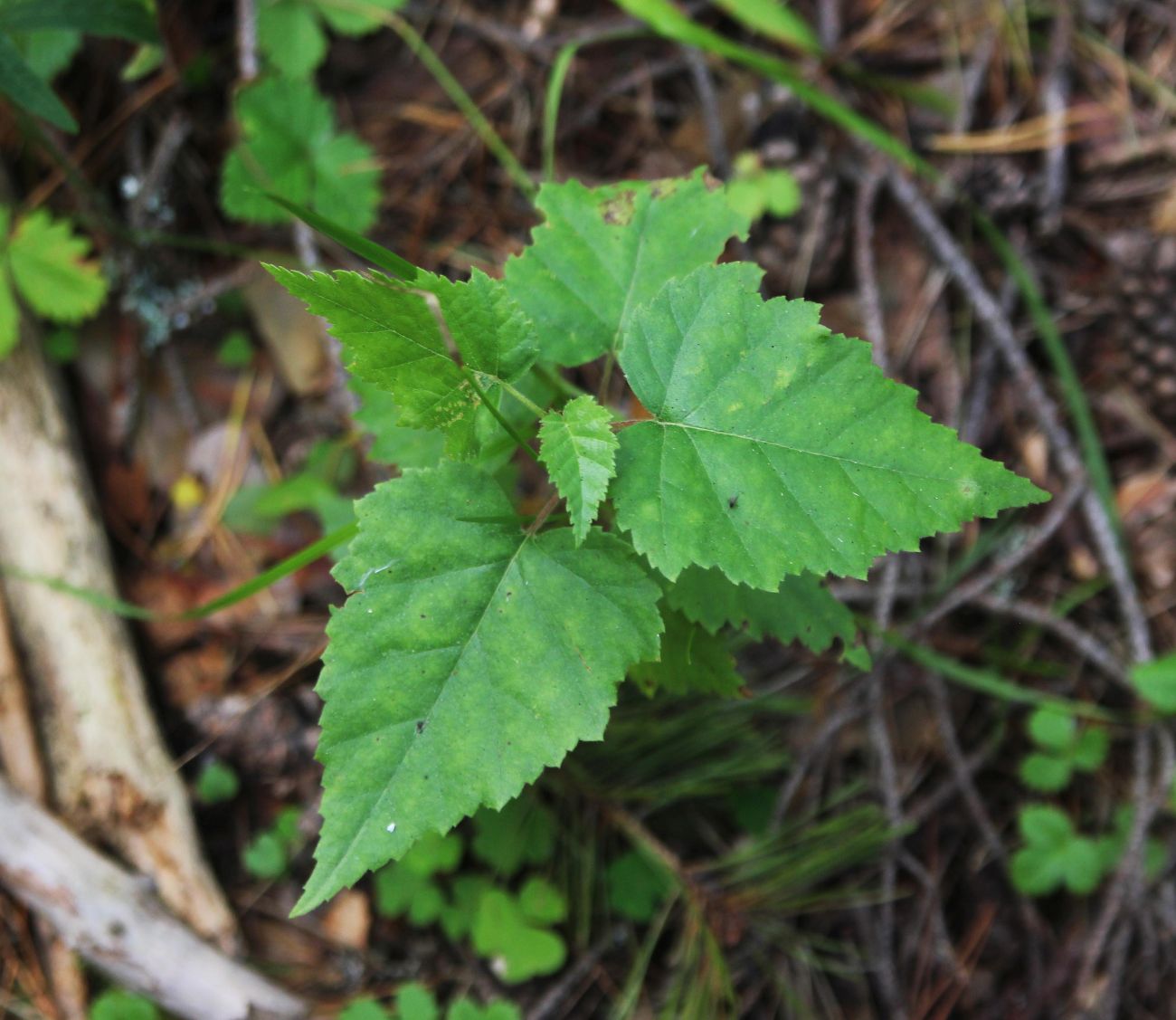 Изображение особи Betula pendula.