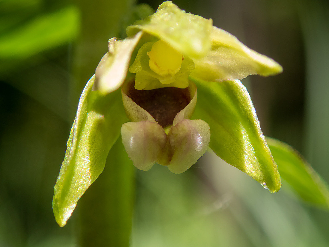 Изображение особи Epipactis helleborine.