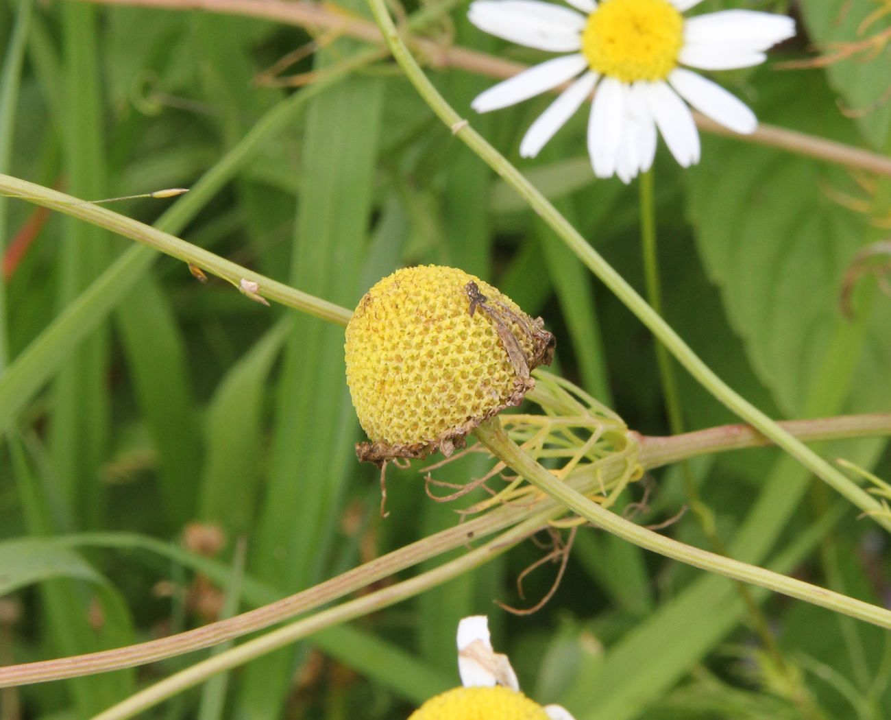 Изображение особи Tripleurospermum inodorum.