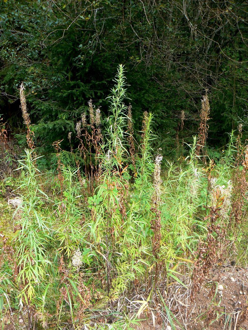 Изображение особи Artemisia umbrosa.