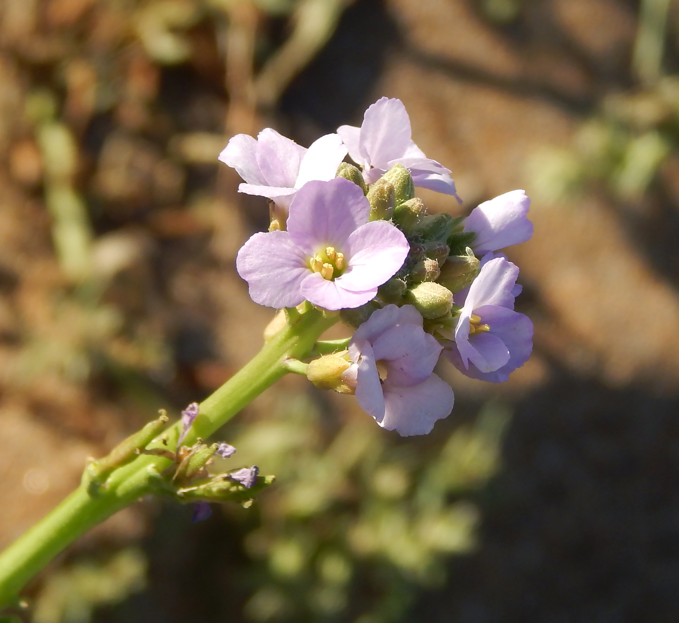 Image of Cakile euxina specimen.