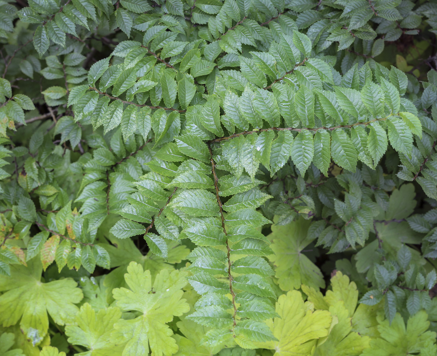 Image of Ulmus parvifolia specimen.