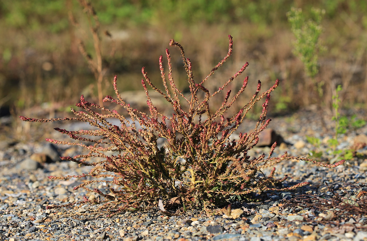 Image of Bassia scoparia specimen.