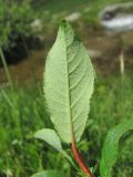 Salix caucasica