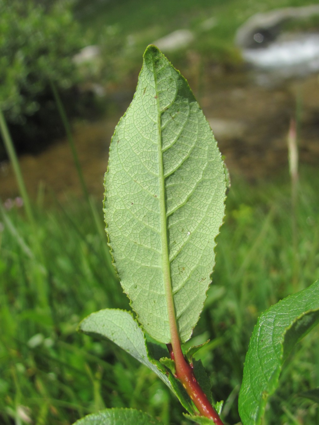 Image of Salix caucasica specimen.