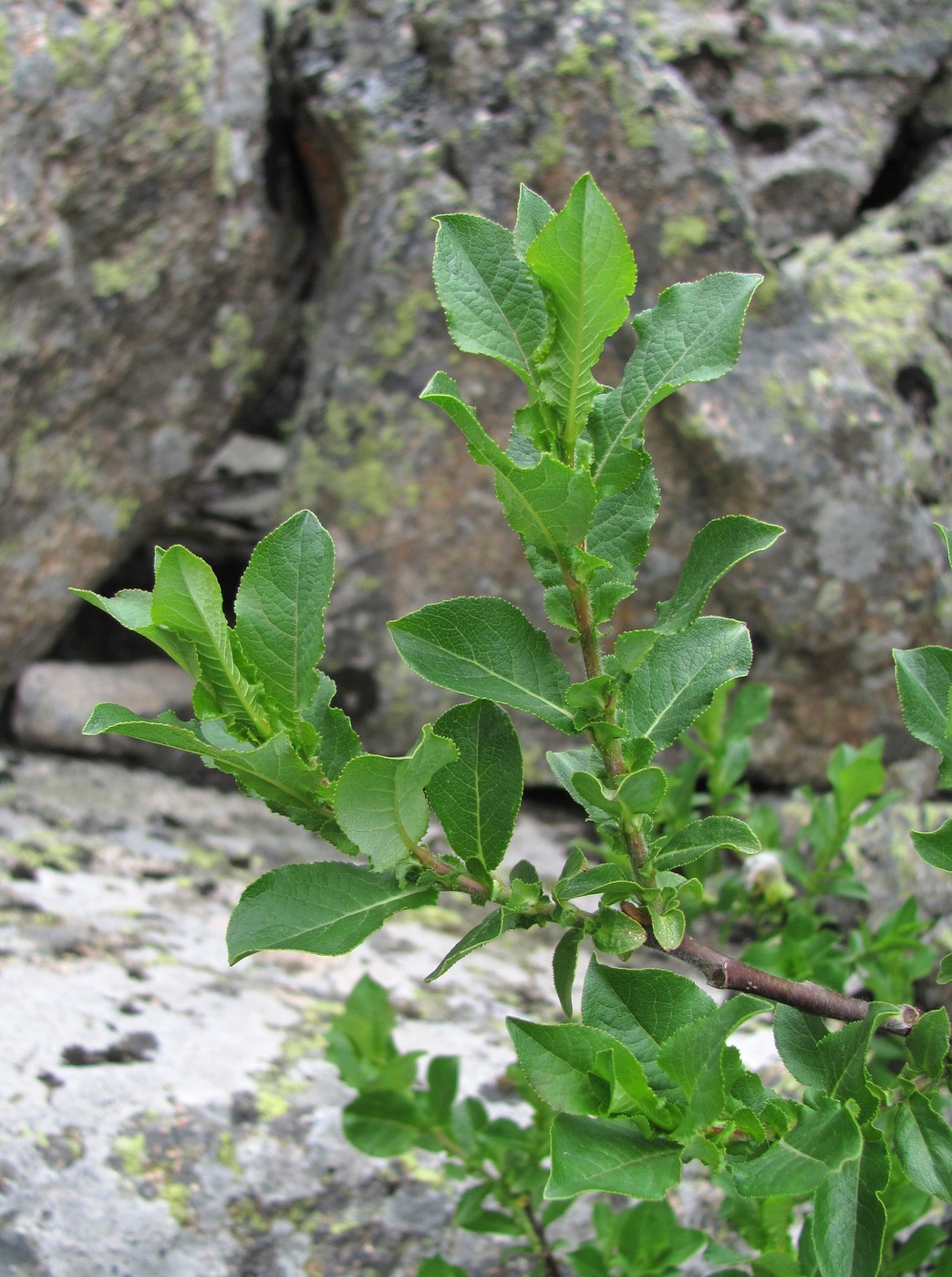 Image of Salix apoda specimen.