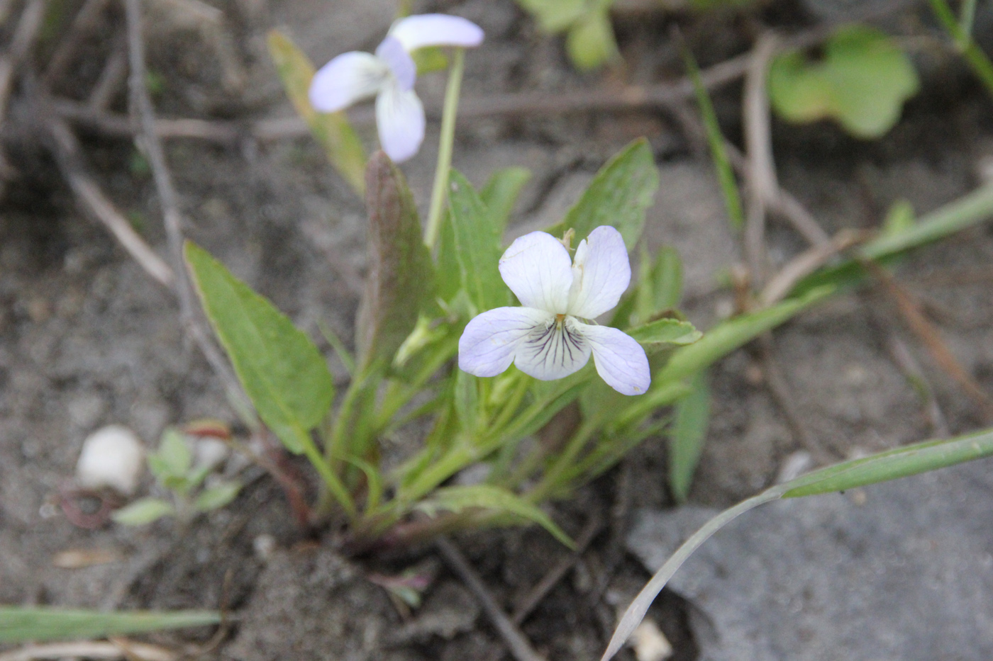 Image of Viola pumila specimen.