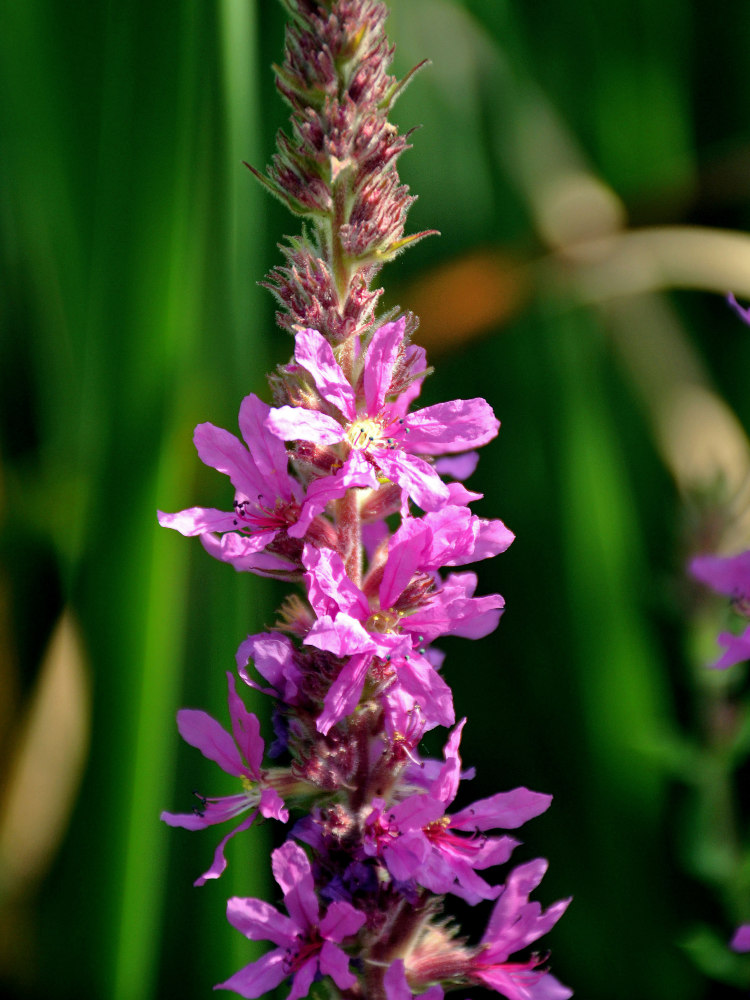 Изображение особи Lythrum salicaria.