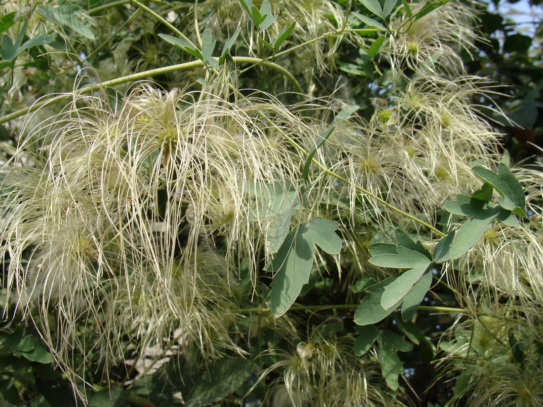 Image of Clematis orientalis specimen.