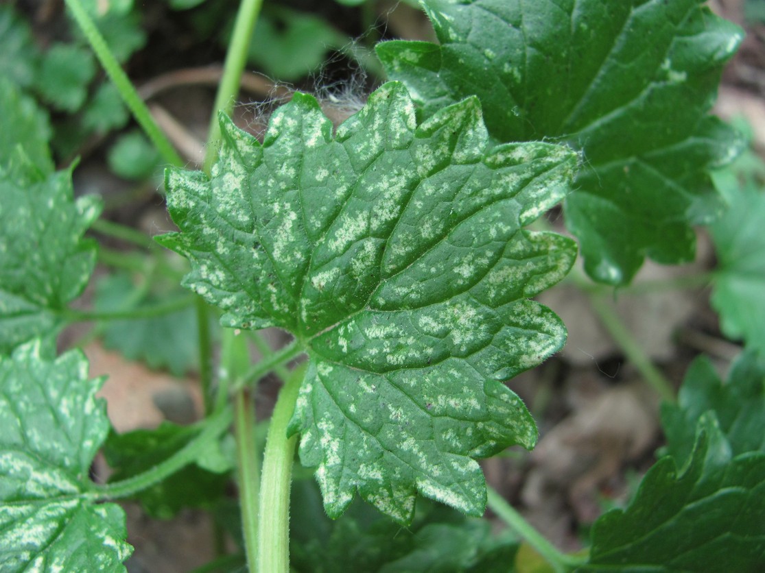 Image of Glechoma hederacea specimen.