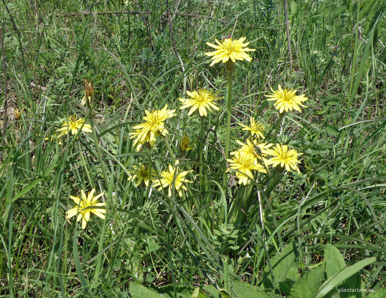 Image of Scorzonera mollis specimen.