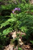 Cardamine bulbifera