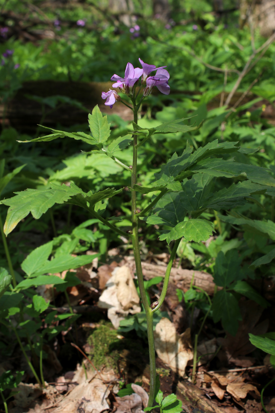 Image of Cardamine bulbifera specimen.