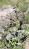 Ophrys mammosa. Цветущие растения. Крым, окр. с. Зеленогорье, ущ. р. Пананьян-Узень, пойма ручья, луг на берегу. 15 мая 2021 г.