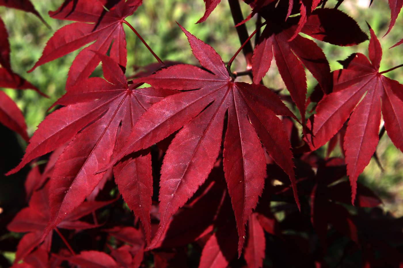 Image of Acer palmatum specimen.