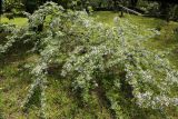 семейство Fabaceae. Цветущее растение. Краснодарский край, г. Сочи, Дендрарий. 18.05.2021.