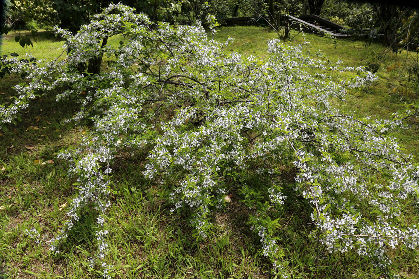 Image of Sophora davidii specimen.