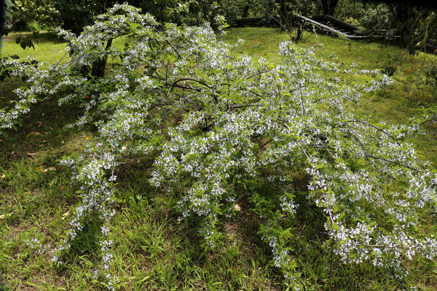 Image of familia Fabaceae specimen.