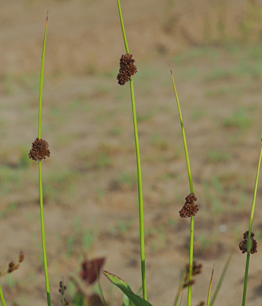 Изображение особи Juncus conglomeratus.