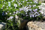 Globularia cordifolia. Цветущие растения. Санкт-Петербург, Петроградский р-н, Ботанический сад Петра Великого, в культуре. 02.06.2021.