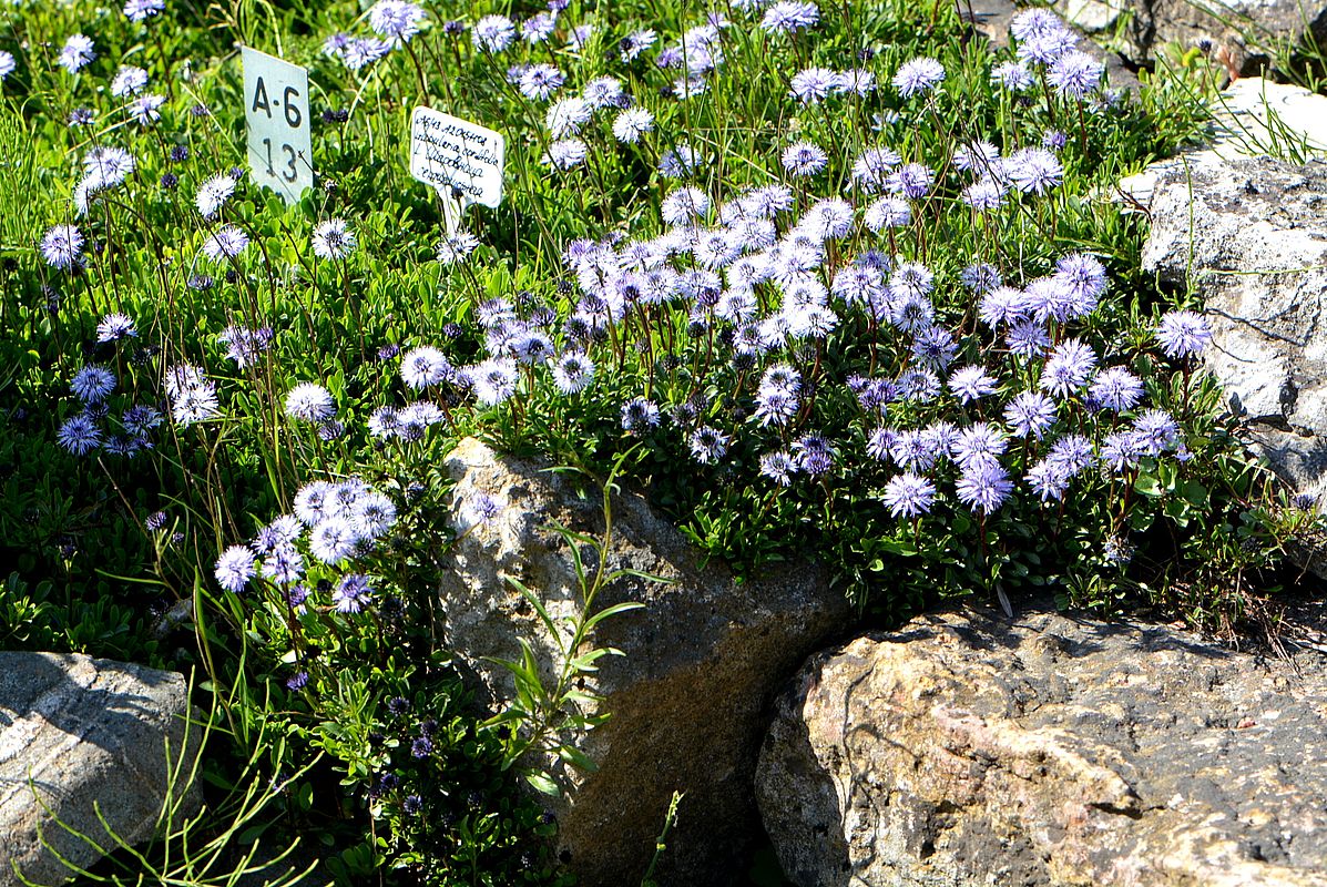 Изображение особи Globularia cordifolia.