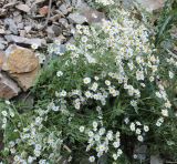 genus Pyrethrum