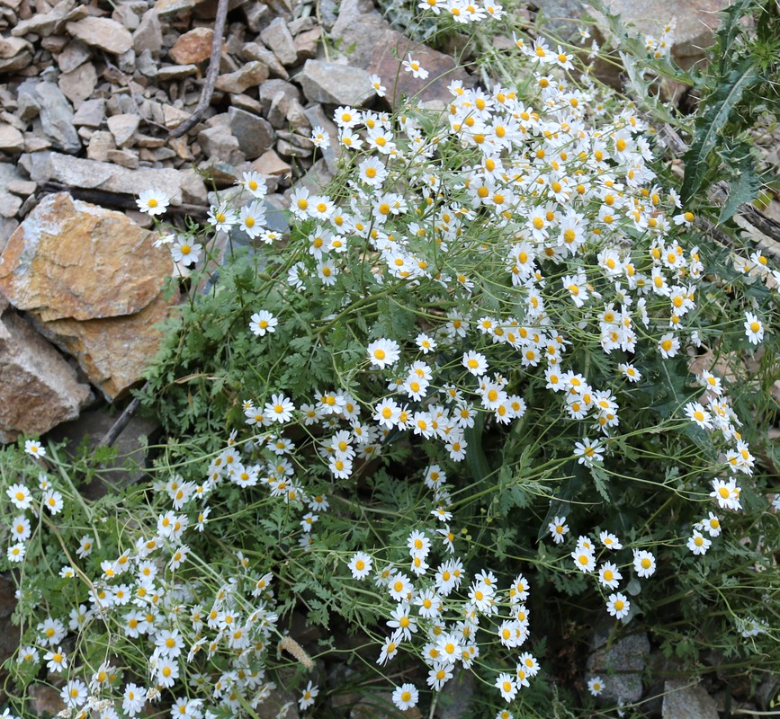 Image of genus Pyrethrum specimen.