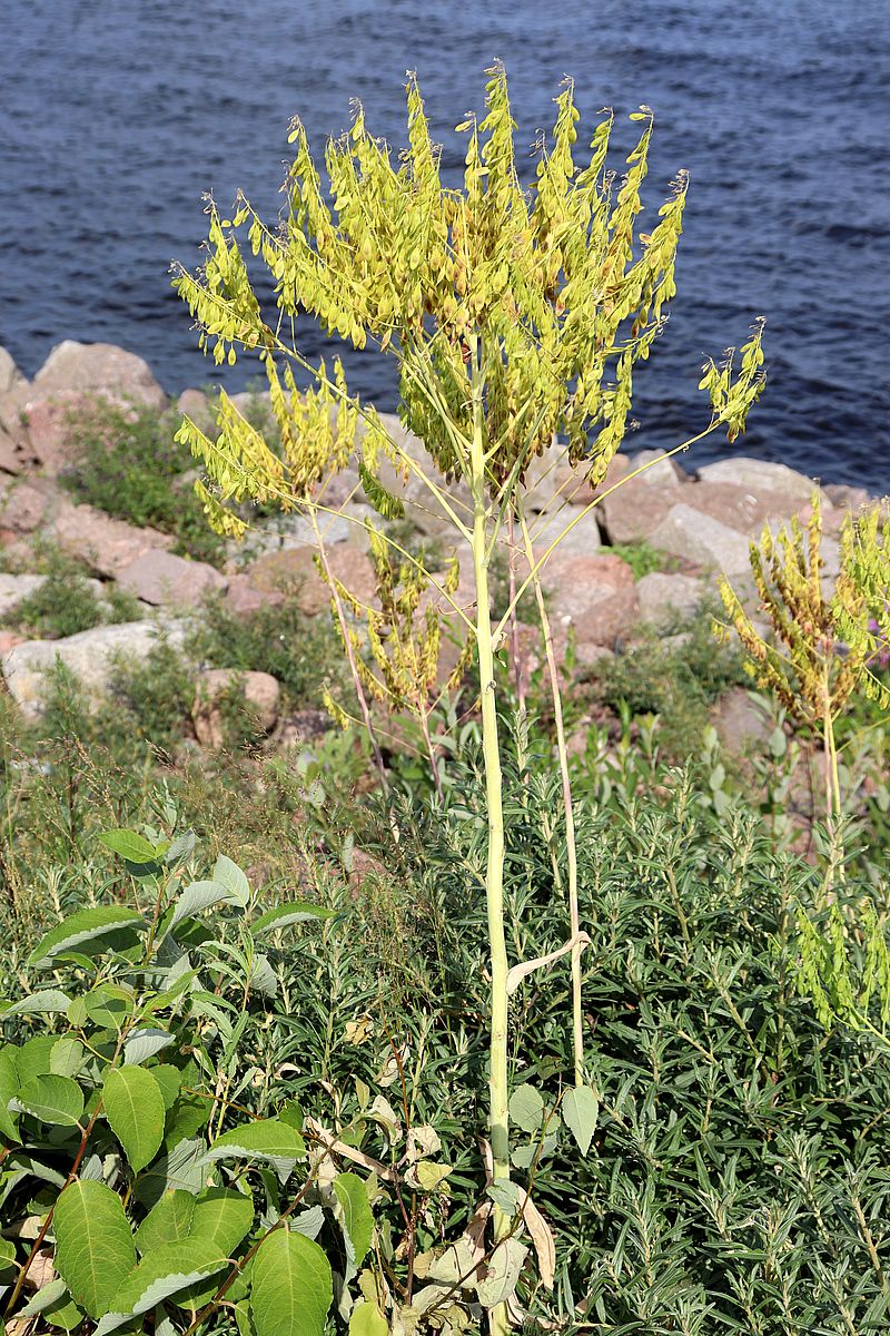 Image of Isatis tinctoria specimen.