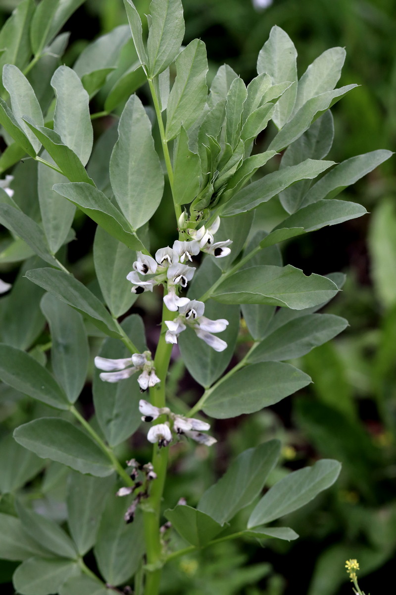 Изображение особи Vicia faba.