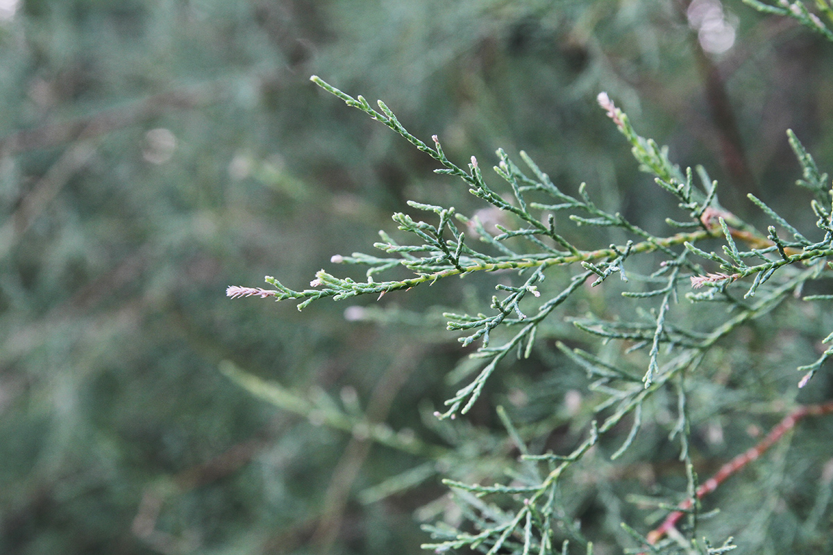 Image of genus Tamarix specimen.