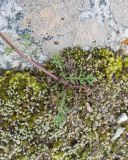 Tripleurospermum caucasicum