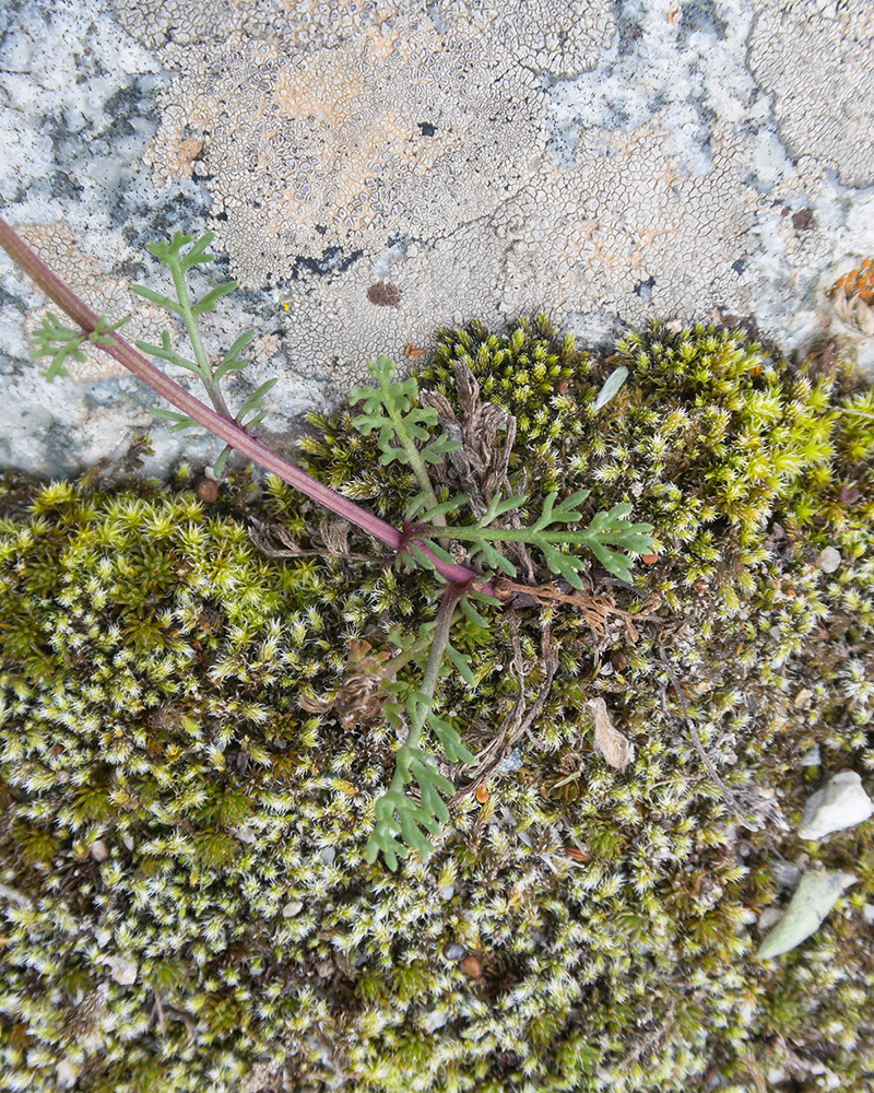 Изображение особи Tripleurospermum caucasicum.